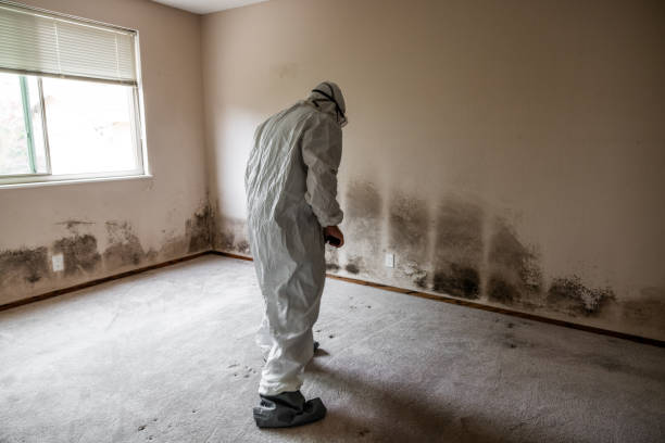 Mold Odor Removal Services in Wallace, FL